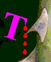 Zwischenstand Rose : T-Mobil = 4 : 0