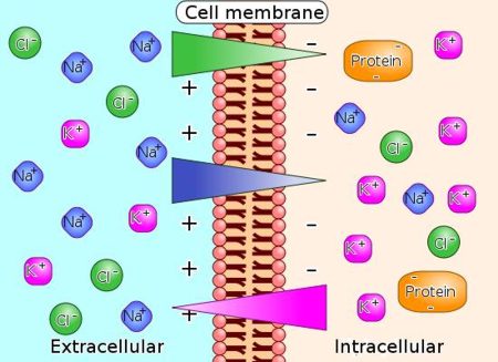 Kalzium-Wirkmechanismus (Bild: Wikipedia)